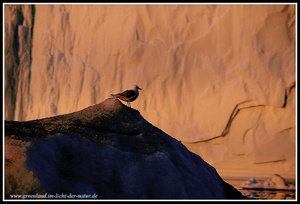 In der Welt der Eisberge