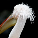 Krauskopfpelikan (Pelecanus crispus)