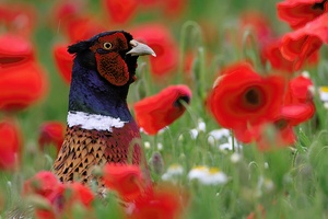 Ein Fasan sieht rot 2