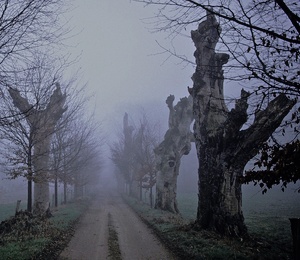 Alte Buchenallee im Nebel