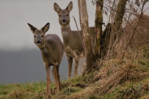 Rehe (Capreolus capreolus) in der überschwemmten Emsaue