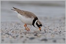 Sandregenpfeifer (Charadrius hiaticula)