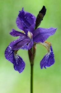 Sibirische Schwertlilie (KD)