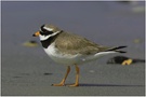 Sandregenpfeifer...ND