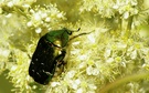 Rosenkäfer oder Variabler Goldkäfer