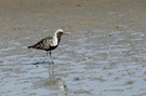 Kiebitzregenpfeifer ND