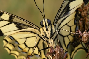 papilio machaon [ND]