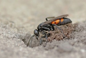 Frühlings-Wegwespe (Anoplius viaticus)   ND