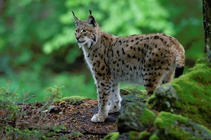Luchs