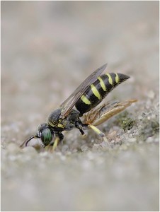 Zwerg-Kreiselwespe (Bembecinus tridens) 1      ND