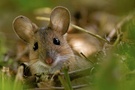 Waldmaus
