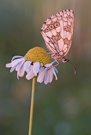 Roter Schachbrettfalter auf Kamille !