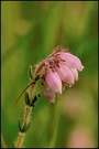 Glockenheide (Erica tetralix)