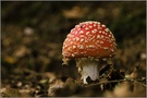 Fliegenpilz KD