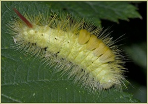 Raupe Buchenrotschwanz, EBV