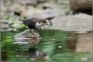 den Schnabel voll... Wasseramsel *Cinclus cinclus*