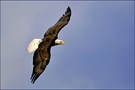 Flying Eagle