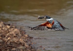 Ringed Kingfisher ( ceryle torquatus )