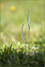 „Spiranthes spiralis mit 'Sonne'“
