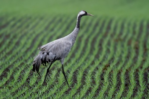 Kranich (Grus grus) auf einem Acker