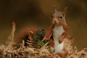 Red squirrel amongst bracken leaves