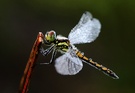 Schwarze Heidelibelle ND