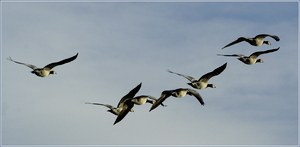 Weißwangengänse  ND