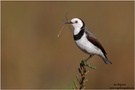 Weißgesicht-Trugschmätzer mit Libelle (Epthianura albifrons) White-fronted Chat