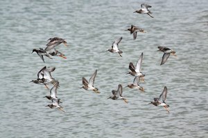 Bestimmungshilfe gesucht