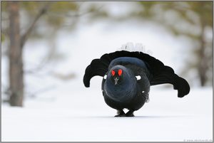 der Auftritt... Birkhahn *Lyrurus tetrix*