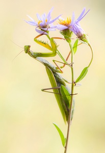 Gottesanbeterin auf Aster